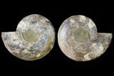 Agatized Ammonite Fossil - Madagascar #122410-1